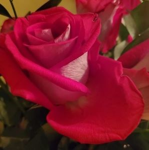 Meet your Posher, Jenky